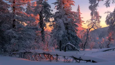 Зимний лес скачать фото обои для рабочего стола (картинка 11 из 11)