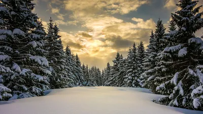 Обои зимний лес, вид сверху, ель, снег картинки на рабочий стол, фото  скачать бесплатно