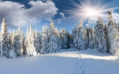 Обои лес, зима, снег, дорога, небо, природа, зимний пейзаж картинки на рабочий  стол, фото скачать бесплатно