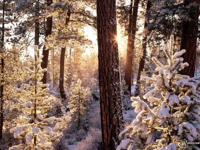 Заставка на рабочий стол зимний лес - 70 фото