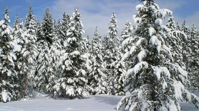 Зимний лес скачать фото обои для рабочего стола (картинка 2 из 11)