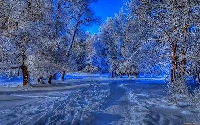 Скачать обои Красивый зимний лес на рабочий стол из раздела картинок Зима