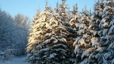 Зимний лес обои на рабочий стол: фото, изображения и картинки