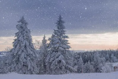Обои снег, зимний лес, раздел Природа, размер 1920x1200 HD WUXGA - скачать  бесплатно картинку на рабочий стол и телефон
