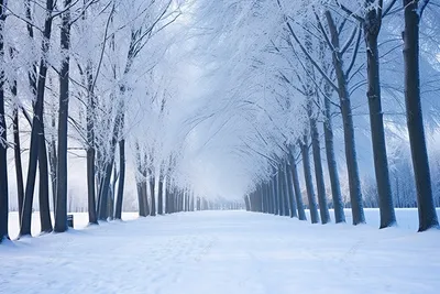 Потрясающий зимний пейзаж Зимний лес в снегу Стоковое Фото - изображение  насчитывающей холодно, плохой: 163270594