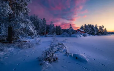 Зимний пейзаж на севере. Потрясающий панорамный вид на лес леса, покрытых  густым белым снегом. Человек будет с собаками в Dist Стоковое Фото -  изображение насчитывающей льдед, красивейшее: 209506378