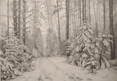 Вечерний лес зимой (56 фото) - 56 фото