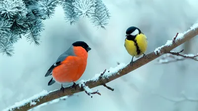 Птицы, которые остаются зимовать в России