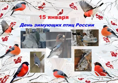 День зимующих птиц в России — Красноуфимский краеведческий музей