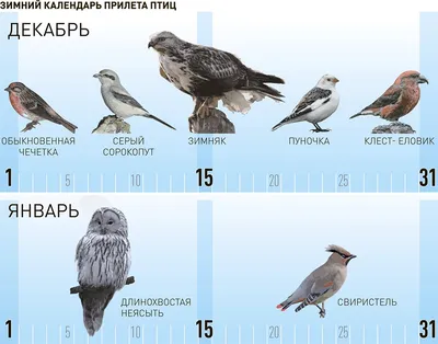 Зимние птицы Подмосковья | Пикабу