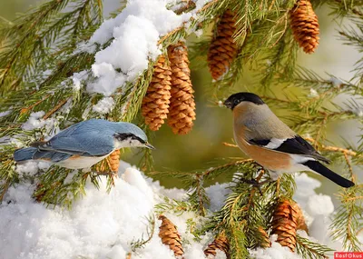 Фото зимних птиц россии фото