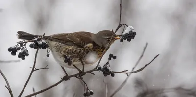 Зимующие птицы — какие птицы зимуют в России, подборка фото
