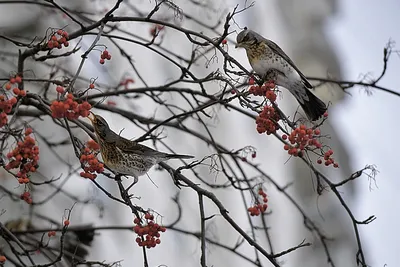 Позитивные зимние фото птиц России — Крылья, лапы, хвост. (Виктор Козлов) —  NewsLand