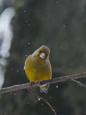 Как правильно кормить зимних птиц и что положить в кормушку | Новости и  статьи ВкусВилл: Москва и область