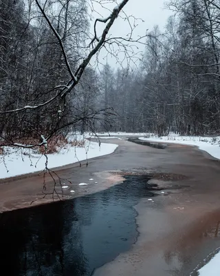 Красивая девушка в зимнем лесу стоковое фото ©myronstandret 55095587