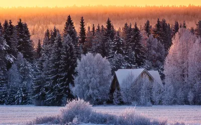 Зимний вечер в лесу. Фотограф Горшков Игорь