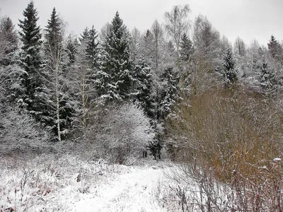 Идеи фотосессий в лесу зимой для девушек - цены на зимние фотосессии,  адреса, телефоны