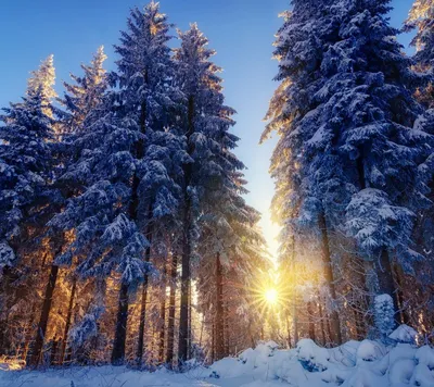 Лес в начале зимы