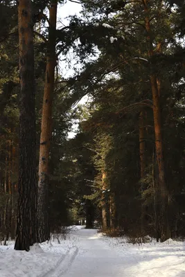 Картинки зимнего леса солнце (66 фото) » Картинки и статусы про окружающий  мир вокруг