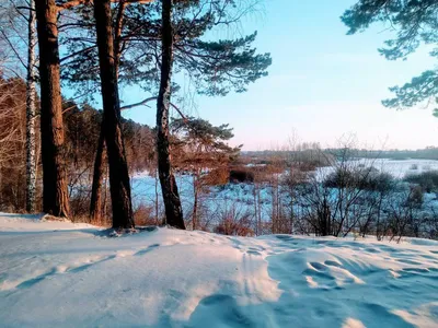 зимний пейзаж в зимнем лесу зимой, уличное дерево, зима, время года фон  картинки и Фото для бесплатной загрузки