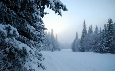 Чага, вешенка, шиповник. Какие полезные дары природы можно найти в зимнем  лесу?