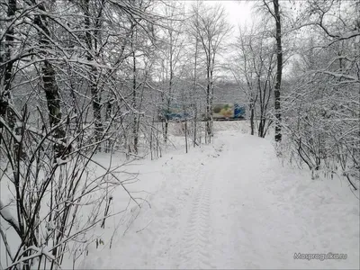 Прекрасные снегири зимой в лесу» — создано в Шедевруме