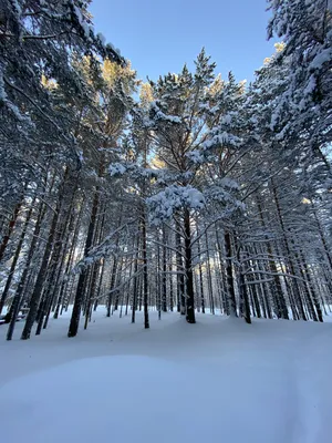Избушка зимой в лесу рисунок - 72 фото