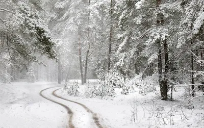 Картинки с лесом в снегу (68 фото) » Картинки и статусы про окружающий мир  вокруг