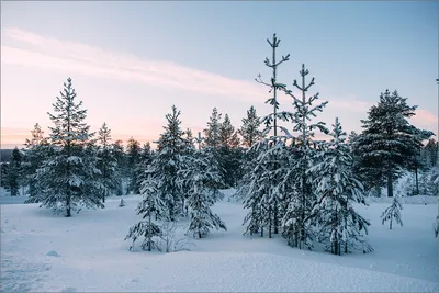 Зима в Москве: прогулка по Алёшкинскому лесу | Моспрогулка | Дзен