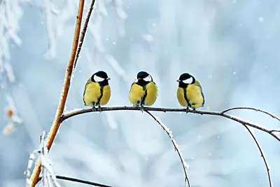 10 интересных фактов из жизни зимующих зверей и птиц | Приключения  натуралиста | Дзен