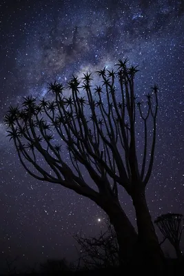 Как красиво сфотографировать звездное небо — Журнал Ситилинк