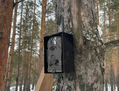 Редкие кадры запечатлели фотоловушки в Кавказском заповеднике | 06.08.2021  | Сочи - БезФормата