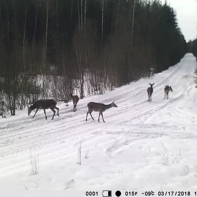 Реалити-шоу» под Бобруйском. Кто и как попадает в лесные фотоловушки |  bobruisk.ru