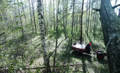 В калужских лесах фотоловушки фиксируют незаконные свалки мусора |  ОБЩЕСТВО: Природа | ОБЩЕСТВО | АиФ Калуга