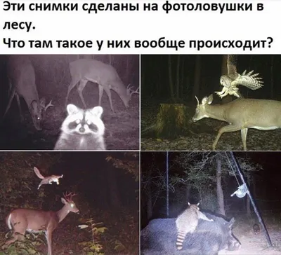 В белорусских лесах появились «кочующие» фотоловушки. Кого ловят и за что?  - Telegraf.news