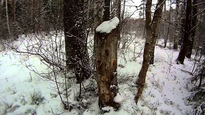 Опубликованы кадры фотоловушки, установленной в лесу | ВяткаКиров.RU | Дзен