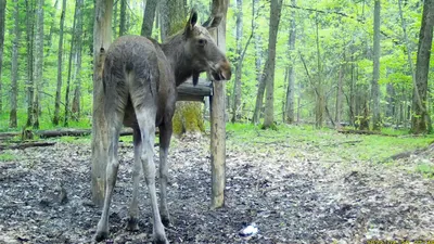 Эти снимки сделаны на фотоловушки в лесу Что там такое у них вообще  происходит - выпуск №1594007