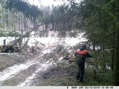 Любопытный лось едва не испортил камеру фотоловушки в калужском лесу -  Общество - Новости - Калужский перекресток Калуга