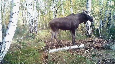 Кадры животных с фотоловушки в лесу - YouTube