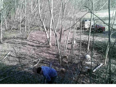 Десять лет фотоловушки заповедника «Брянский лес» следят за рысями •  БрянскНОВОСТИ.RU