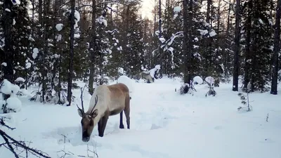 Новые кадры с фотоловушек получены с Читинского и Ульдургинского заказника  — Особо охраняемые территории Забайкальского края