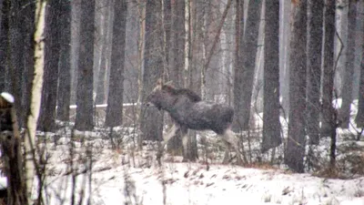 Видео с фотоловушки. – смотреть онлайн все 4 видео от Видео с фотоловушки.  в хорошем качестве на RUTUBE