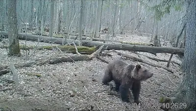 Костер не разжечь, мусор не выбросить - леса Ноябрьска контролируют  фотоловушки: ЭКОЛОГИЯ: НОЯБРЬСК 24