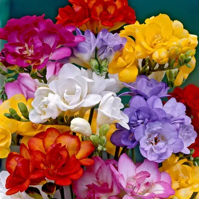 Фрезия махровая, смесь (Freesia Double Flowering Mixed) купить в  Нур-Султане, доставка почтой по Казахстану, недорого в интернет-магазине,  цены