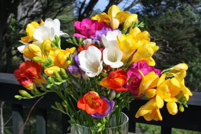 500 шт. 5 видов семена фрезия цветочный горшок сад семена терраса в саду  многолетних цветочных семян 500 шт./упак. | AliExpress