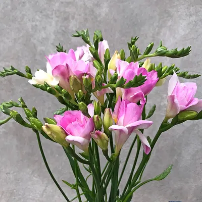 Купите фрезия махровая белая (freesia white) 10шт 🌹 из питомника Долина  роз с доставкой!