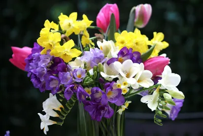 Выгонка фрезии в комнатных условиях для мартовского цветения начинается в  ноябре | Белоречье и Солнечный сад | Дзен