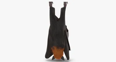 фруктовая летучая мышь на черном фоне Стоковое Фото - изображение  насчитывающей смотреть, яркий: 240850026