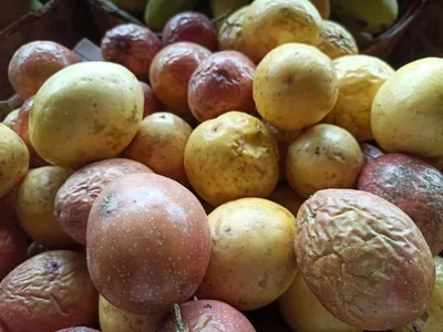 Бали Мангостинские фрукты стоковое изображение. изображение насчитывающей  завод - 160062753