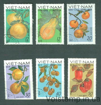 Китай Сладкий органический сертификат VIETGAP 6-8 шт. На кг свежих фруктов  рамбутана из Вьетнама Производство и фабрика |Нонгчуанган